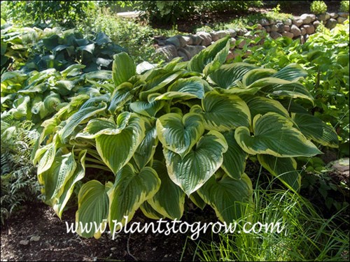 A large Hosta.